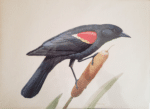 Red Wing Blackbird - water colour by Ray W. Salt